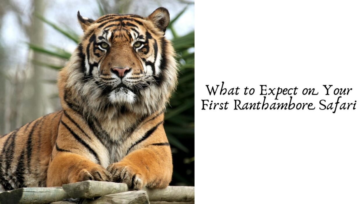 What to Expect on Your First Ranthambore Safari