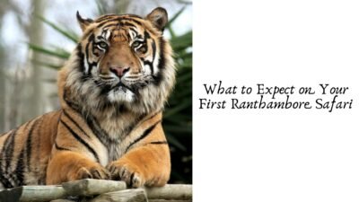 What to Expect on Your First Ranthambore Safari